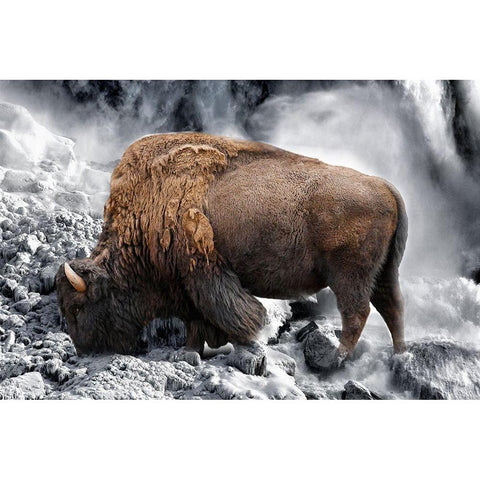 Bison Season 3 Black Modern Wood Framed Art Print with Double Matting by Phillip, Jamie