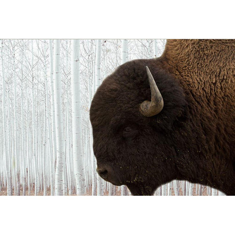 Bison Season 4 Gold Ornate Wood Framed Art Print with Double Matting by Phillip, Jamie