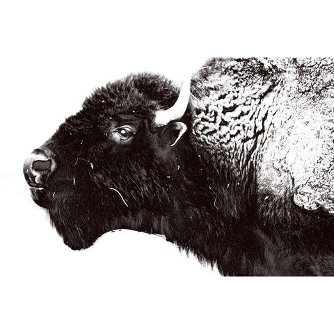 Bison Season 7 White Modern Wood Framed Art Print by Phillip, Jamie