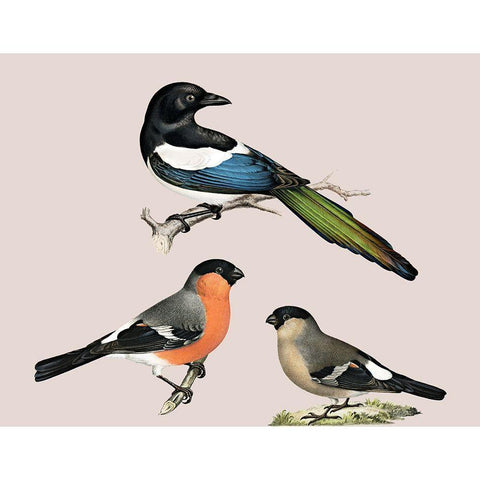 Birds Gold Ornate Wood Framed Art Print with Double Matting by Phillip, Jamie