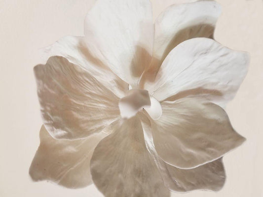 Image Only