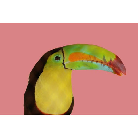 Toucan White Modern Wood Framed Art Print by Phillip, Jamie