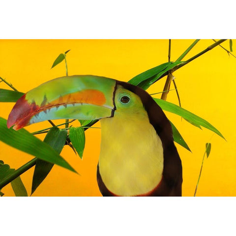 Toucan Yellow Black Modern Wood Framed Art Print by Phillip, Jamie
