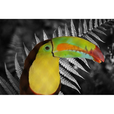 Toucan Black Black Modern Wood Framed Art Print by Phillip, Jamie