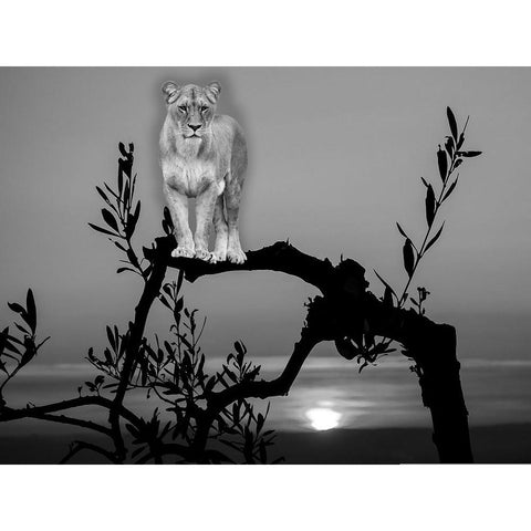 Lion In The Darkness Black Modern Wood Framed Art Print with Double Matting by Phillip, Jamie