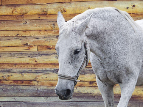 Barn Horse White Modern Wood Framed Art Print with Double Matting by Phillip, Jamie