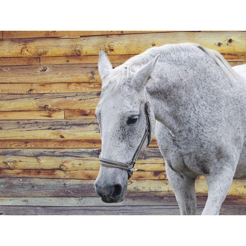 Barn Horse Gold Ornate Wood Framed Art Print with Double Matting by Phillip, Jamie