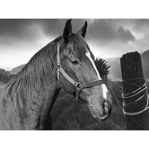 Field Horse White Modern Wood Framed Art Print by Phillip, Jamie