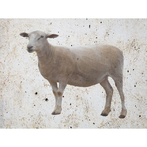 Sheepish White Modern Wood Framed Art Print by Phillip, Jamie