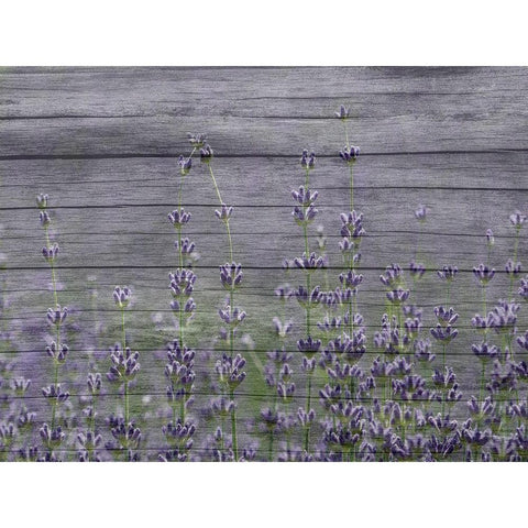 Lavender Field Gold Ornate Wood Framed Art Print with Double Matting by Phillip, Jamie