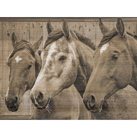 Companion White Modern Wood Framed Art Print by Phillip, Jamie