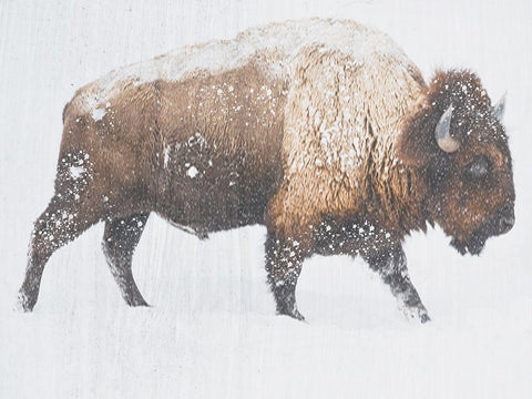 Winter Bison White Modern Wood Framed Art Print with Double Matting by Phillip, Jamie