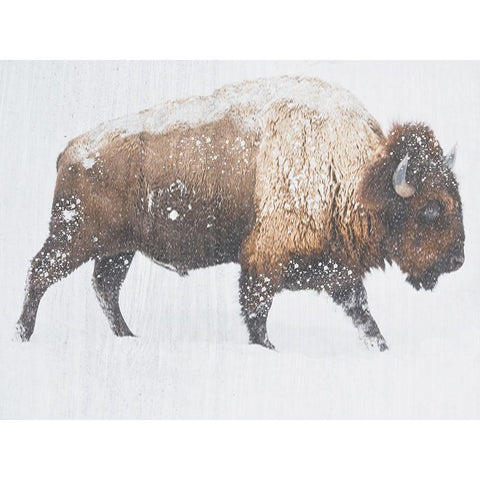 Winter Bison Black Modern Wood Framed Art Print with Double Matting by Phillip, Jamie