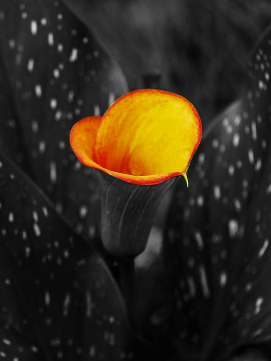 Image Only