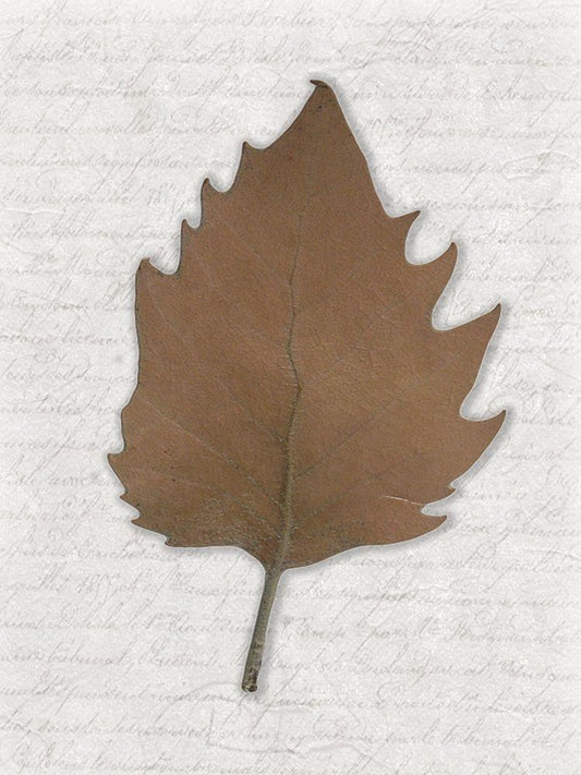 Image Only