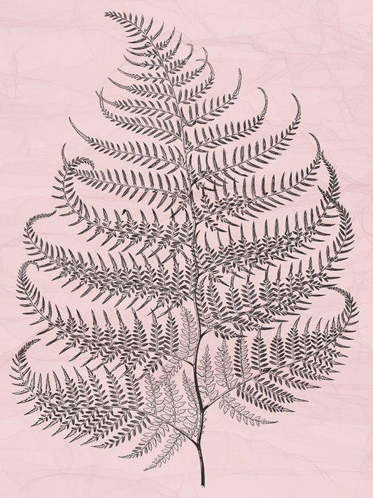 Image Only