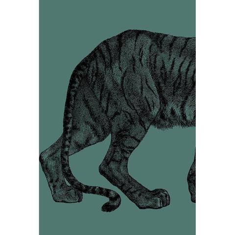 Big Cat 1 White Modern Wood Framed Art Print by Phillip, Jamie