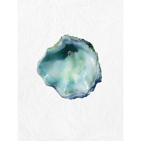 Oyster Shell 1 White Modern Wood Framed Art Print by Phillip, Jamie