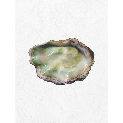 Oyster Shell 2 White Modern Wood Framed Art Print by Phillip, Jamie