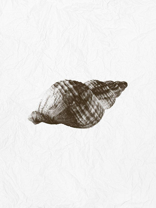 Image Only