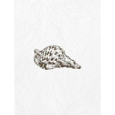 Shell 1 White Modern Wood Framed Art Print by Phillip, Jamie