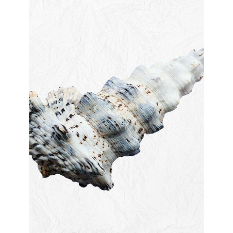 Special Shell 3 White Modern Wood Framed Art Print by Phillip, Jamie