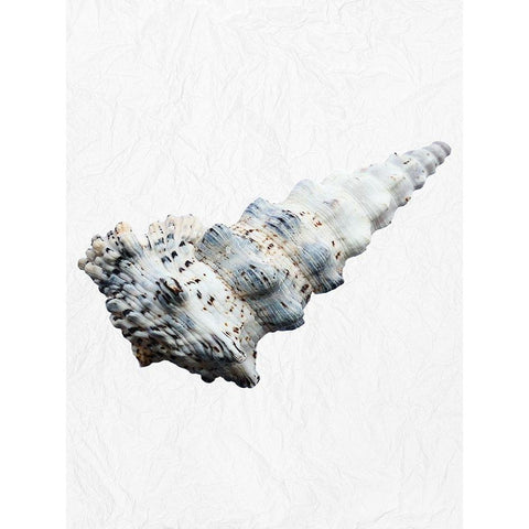 Special Shell 4 White Modern Wood Framed Art Print by Phillip, Jamie