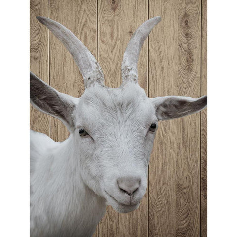 Goat Black Modern Wood Framed Art Print with Double Matting by Phillip, Jamie