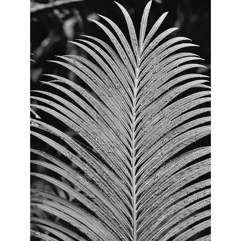 Tropical Palm 2 Black Modern Wood Framed Art Print with Double Matting by Phillip, Jamie