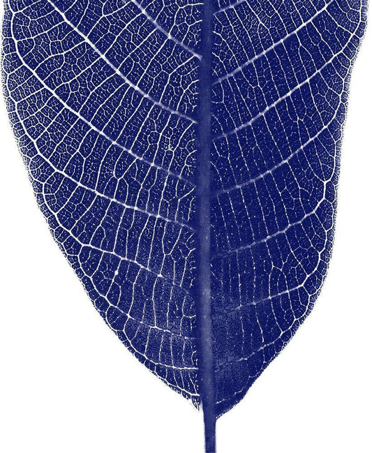 Image Only