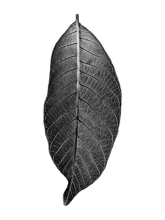 Image Only