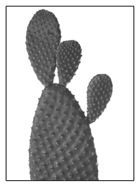 Image Only