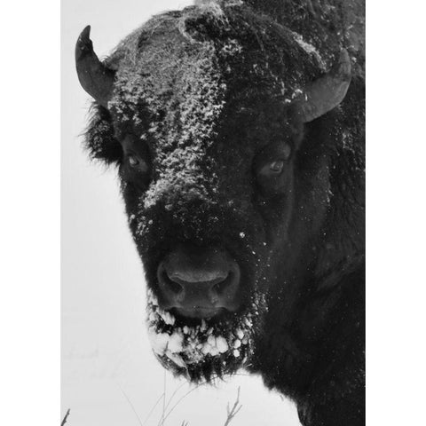 Snow Bison 1 White Modern Wood Framed Art Print by Phillip, Jamie