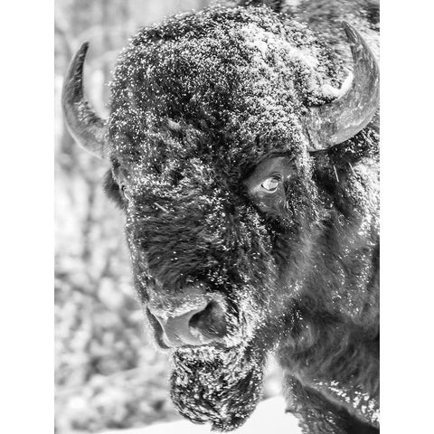 Snow Bison 2 White Modern Wood Framed Art Print by Phillip, Jamie