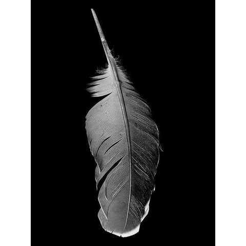 Black Flight Black Modern Wood Framed Art Print with Double Matting by Phillip, Jamie