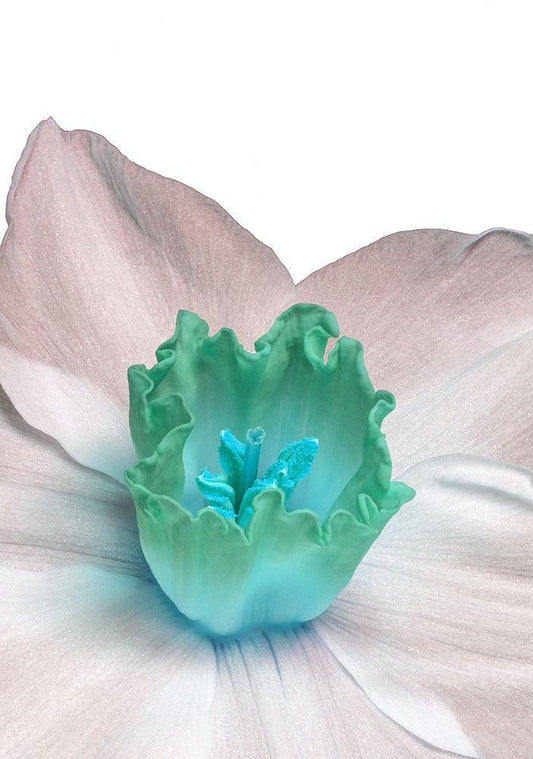 Image Only