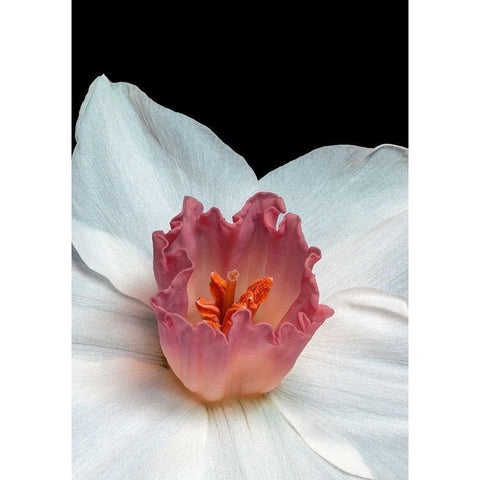 Spectanva 2 White Modern Wood Framed Art Print by Phillip, Jamie