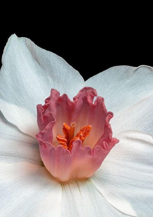 Image Only