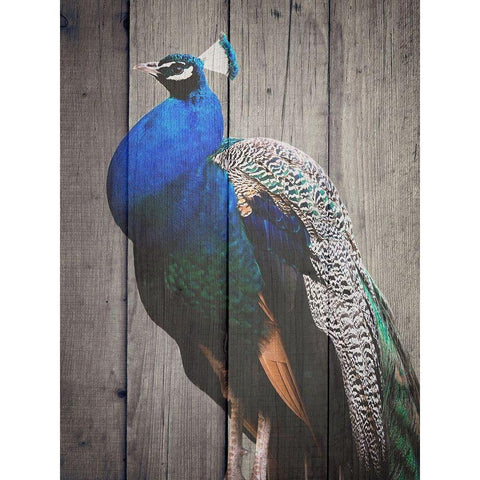 Pecock White Modern Wood Framed Art Print by Phillip, Jamie