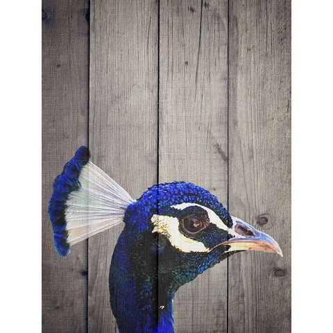 Peacock H White Modern Wood Framed Art Print by Phillip, Jamie