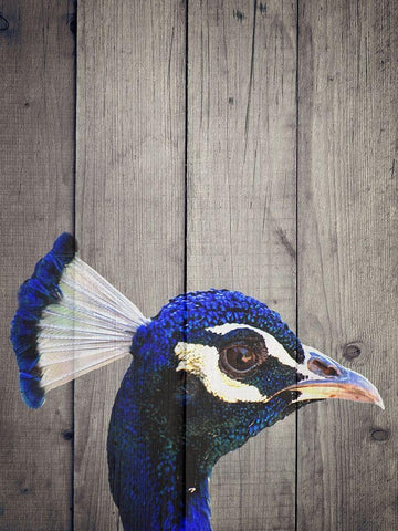 Peacock H White Modern Wood Framed Art Print with Double Matting by Phillip, Jamie