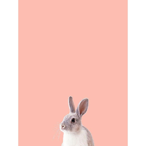 Bunny Black Modern Wood Framed Art Print with Double Matting by Phillip, Jamie