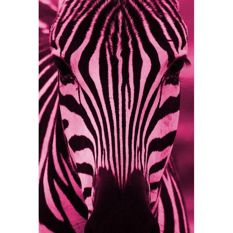 Bright Zebra White Modern Wood Framed Art Print by Phillip, Jamie