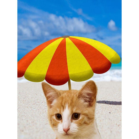 Beach Cat White Modern Wood Framed Art Print by Phillip, Jamie