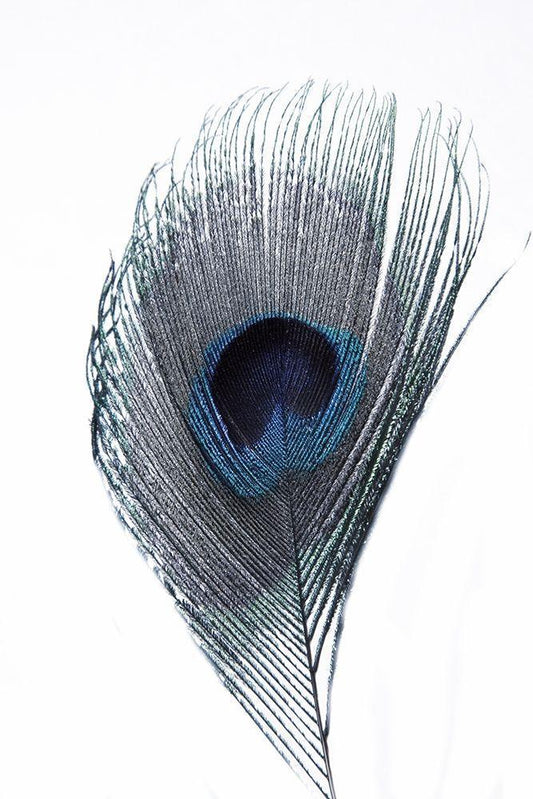 Image Only