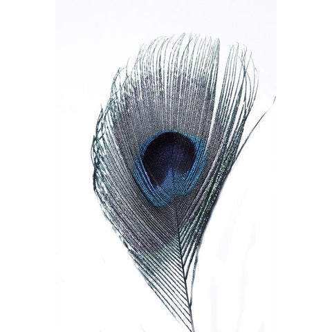 Feather Black Modern Wood Framed Art Print by Phillip, Jamie