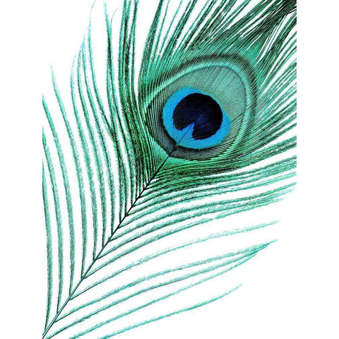 Feather Black Modern Wood Framed Art Print by Phillip, Jamie