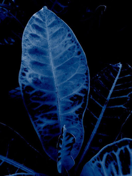 Image Only
