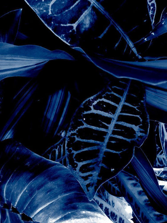 Image Only