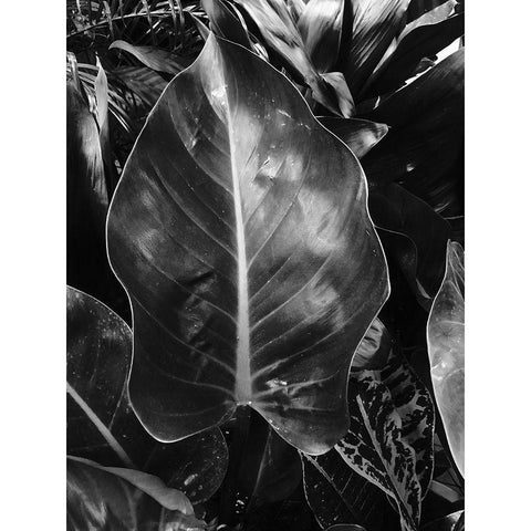 Tropical 8 Black Modern Wood Framed Art Print with Double Matting by Phillip, Jamie